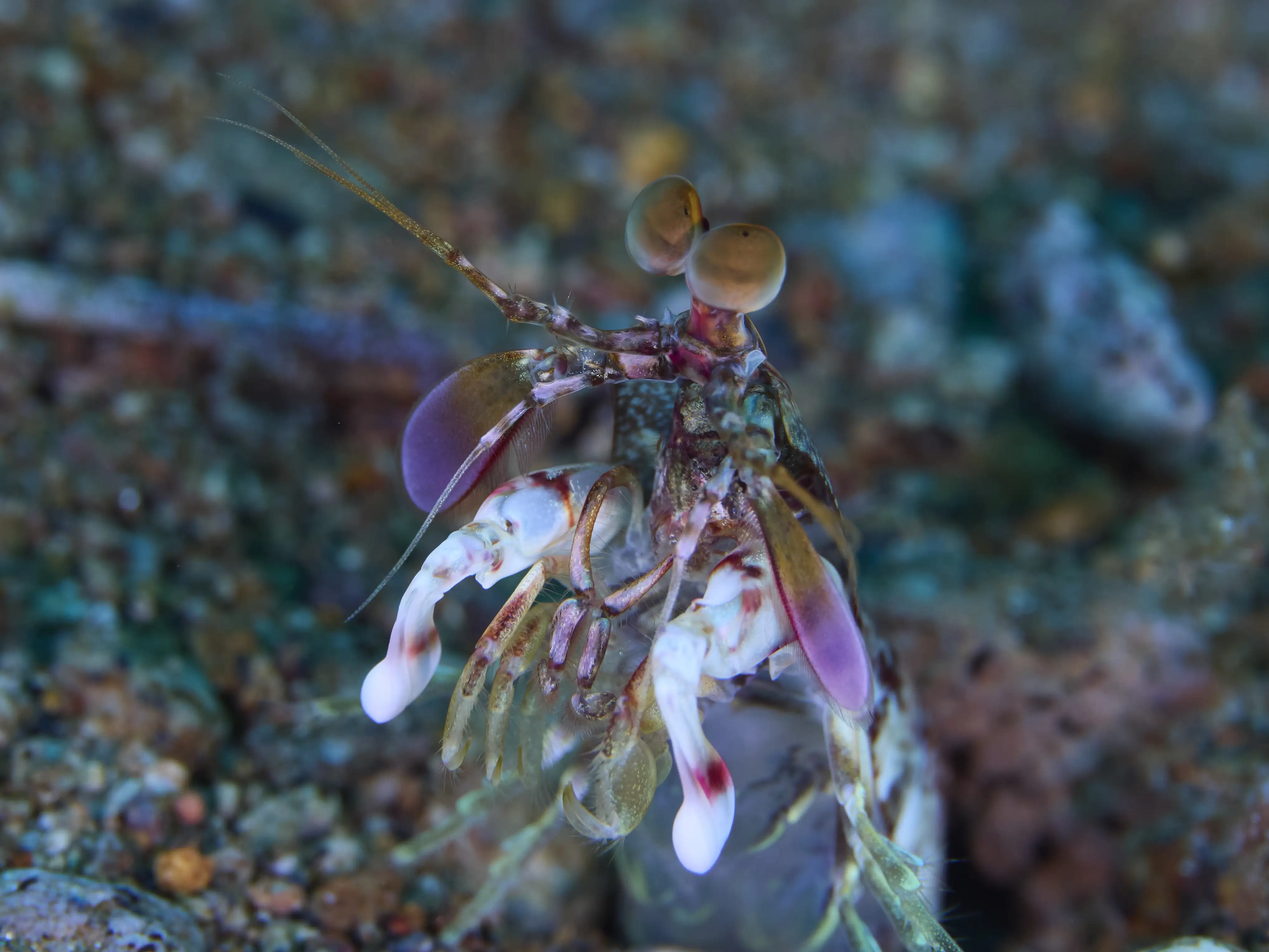 Peacock mantis shrimp - La Tortue house reef - 14m